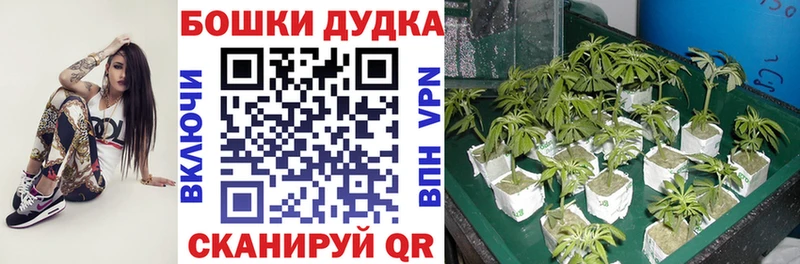 Бошки марихуана план  Новопавловск 